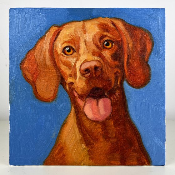 Vizsla