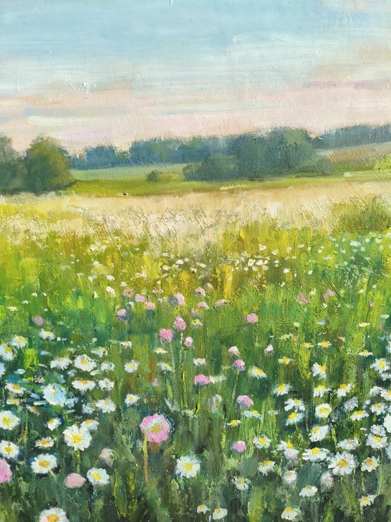 Field of daisies