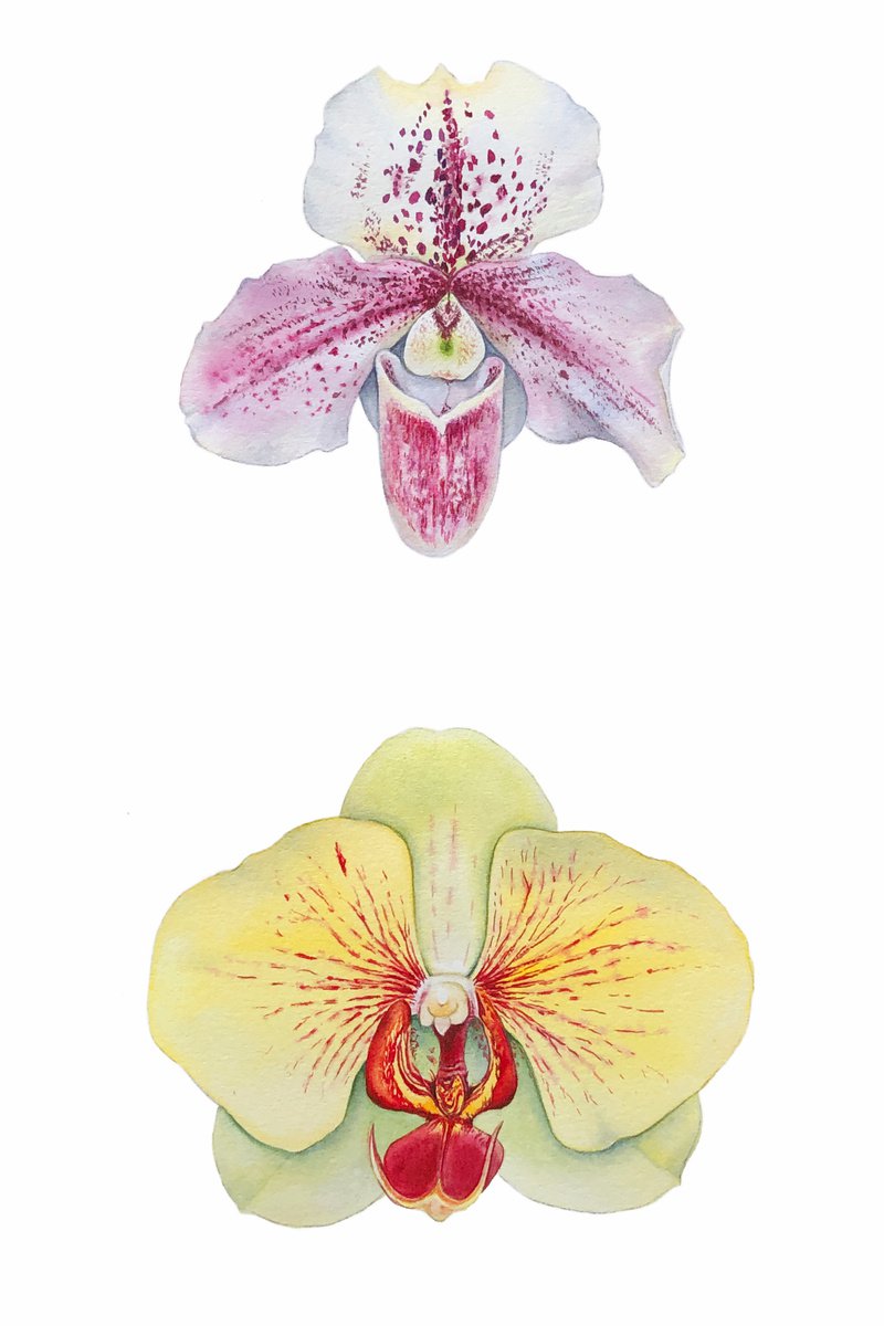 Two orchids. A series of original watercolour artwork. by Nataliia Kupchyk