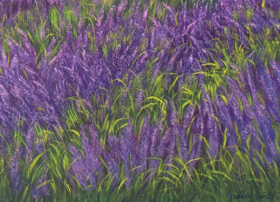 Provence lavender