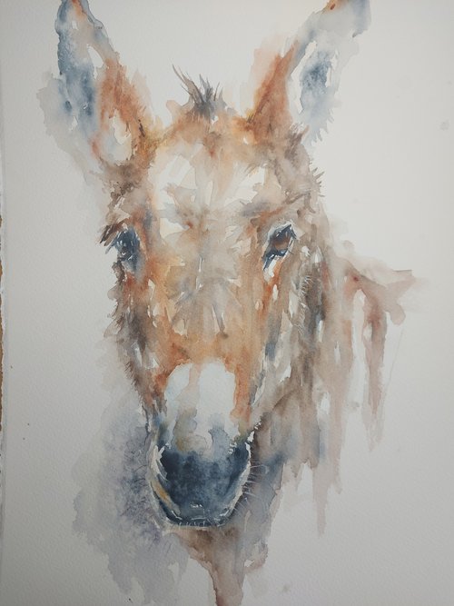 Donkey portrait by Sue  Green
