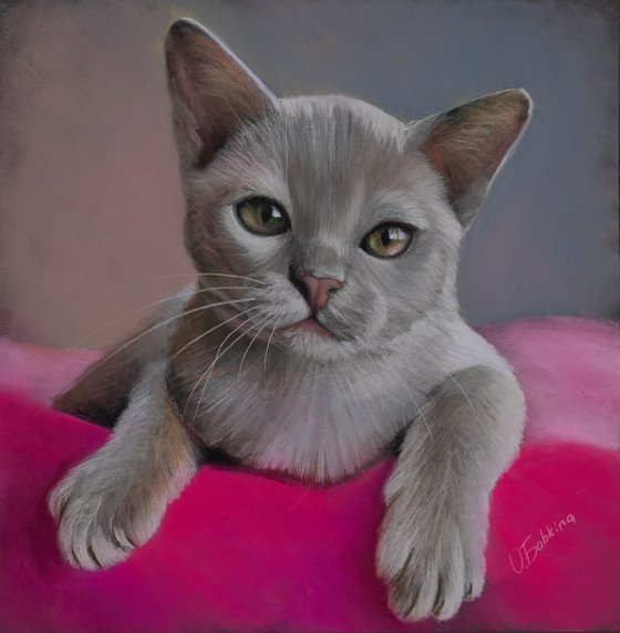 Burmese Kitten