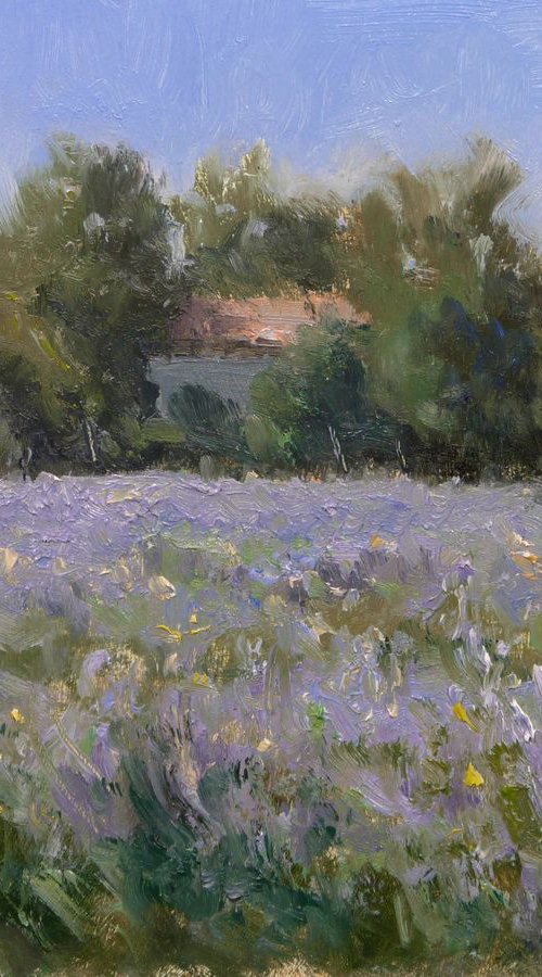 Lavender Fields near Taulignan by Pascal Giroud