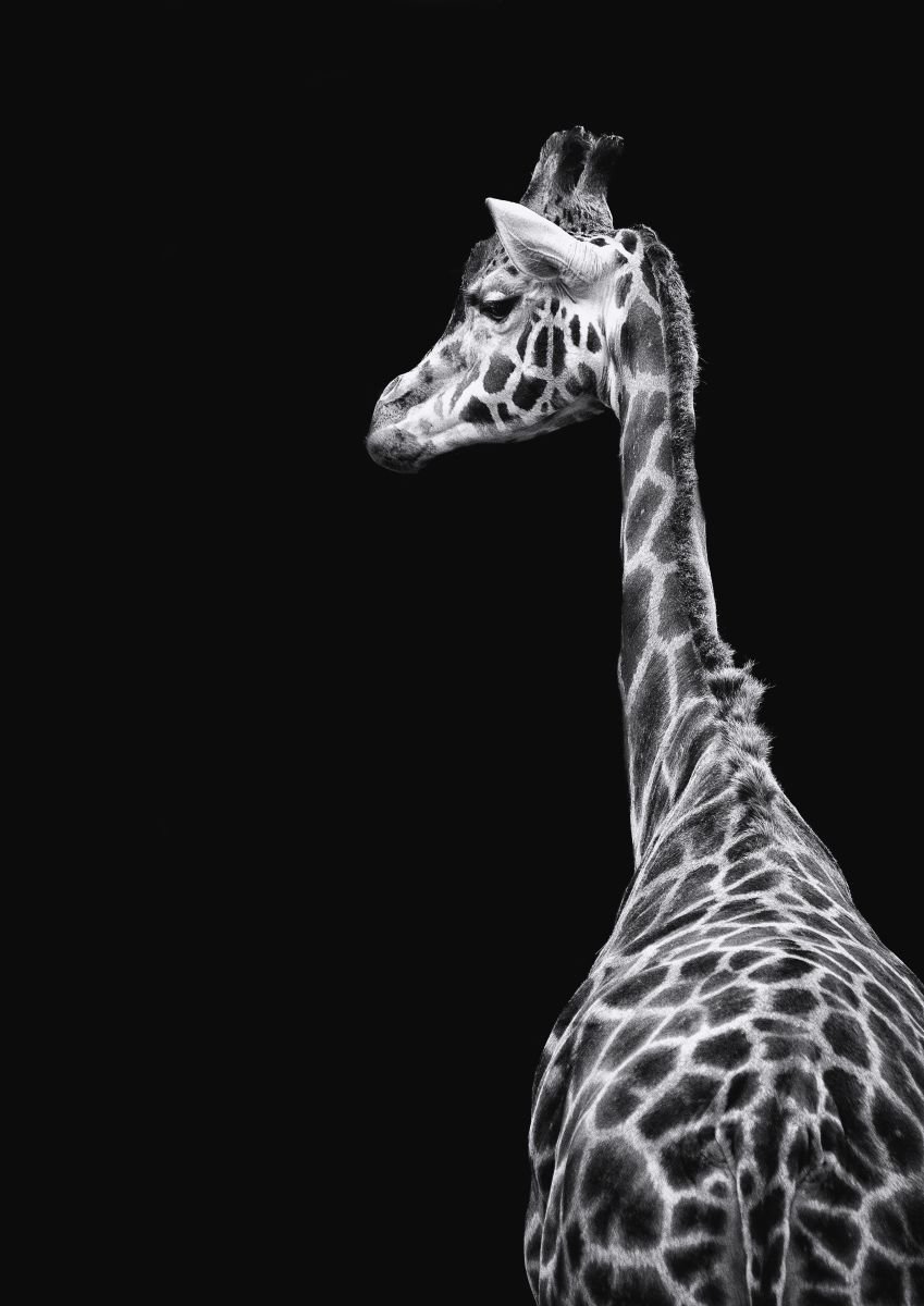 Following Giraffes by Paul Nash