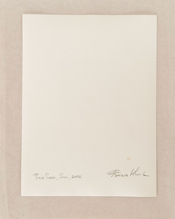 Pinus | Handmade Print
