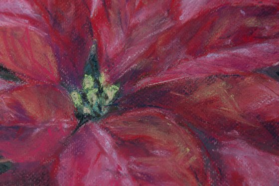 Red poinsettia flower