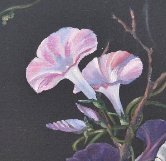 Convolvulus