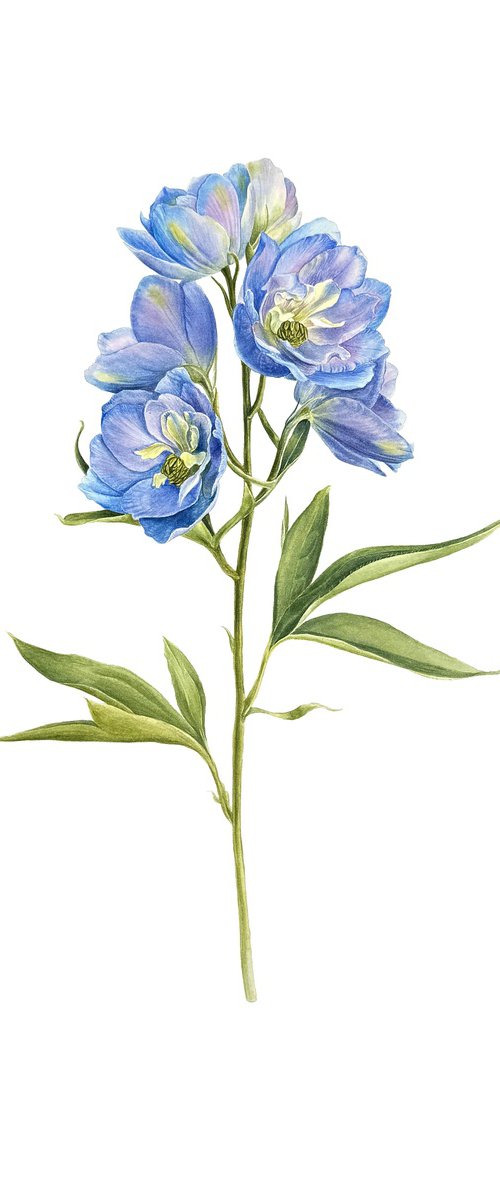Delphinium by Yuliia Prokopchuk
