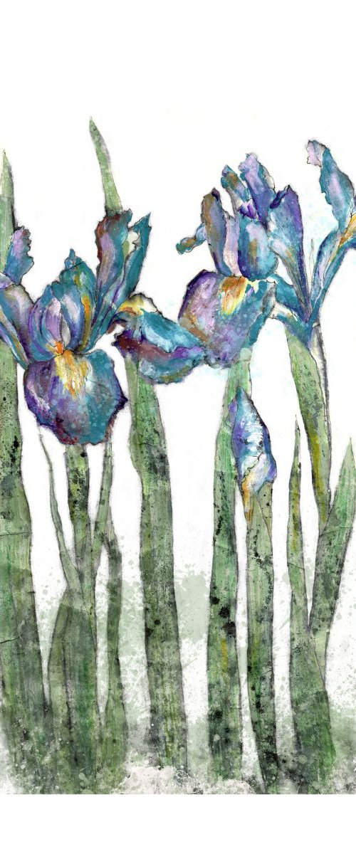 Irises by Veda  West