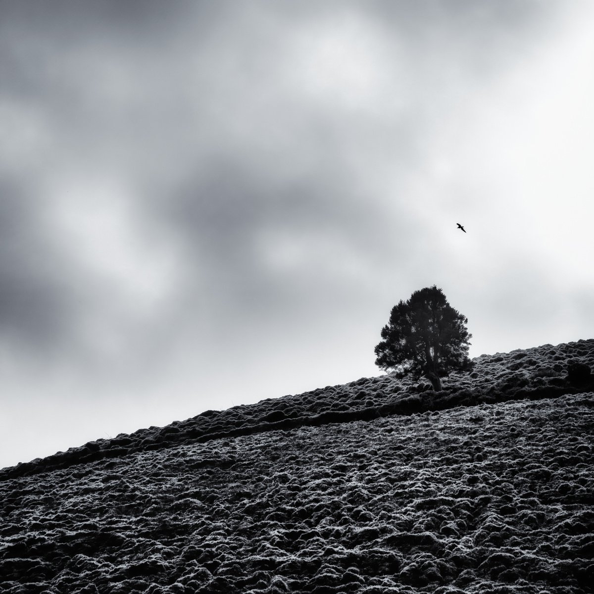 Tree with seagull by Karim Carella