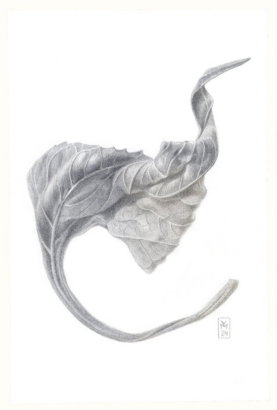 Dried Leaf