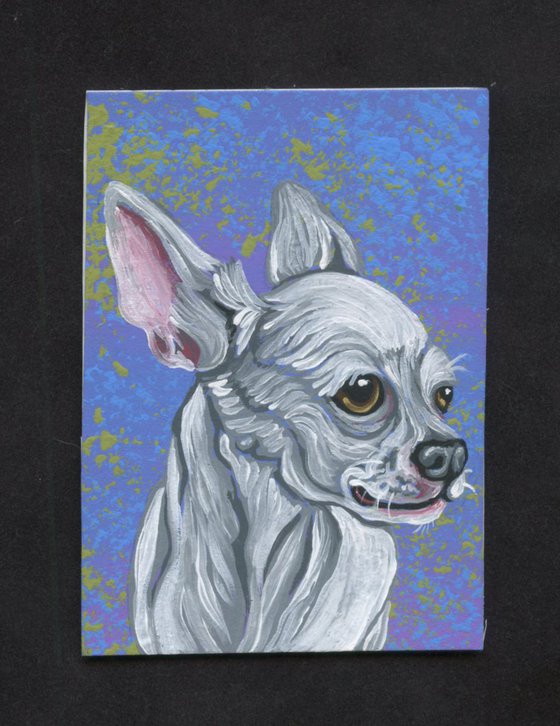 ACEO ATC Original Painting White Chihuahua Dog Art-Carla Smale