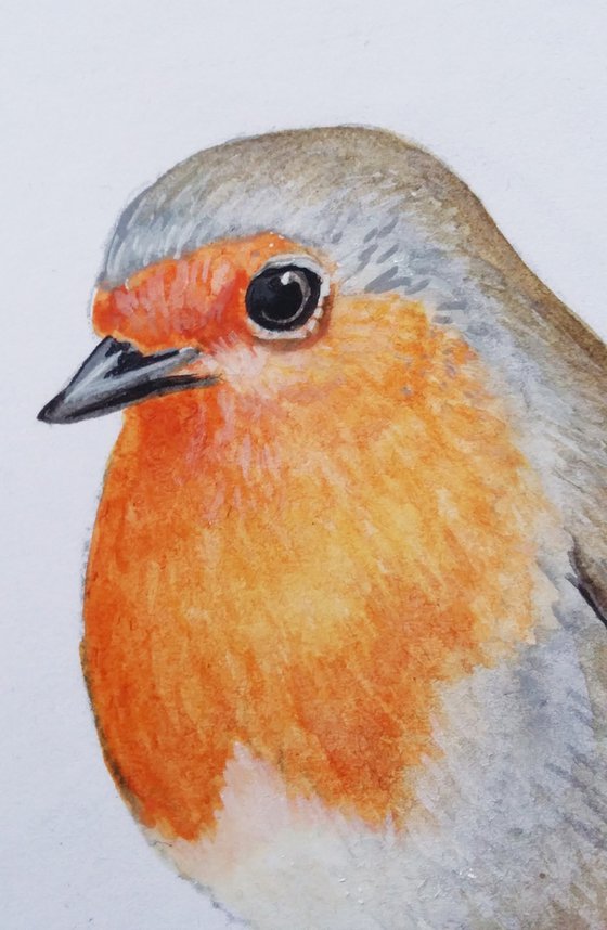 Robin in watercolours