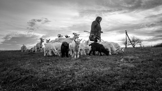 Ukrainian countryside