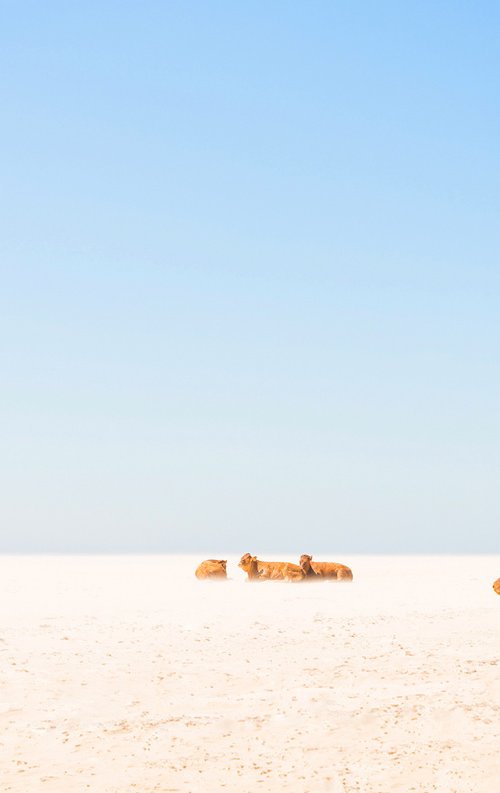 SUNBATHING COWS by Andrew Lever