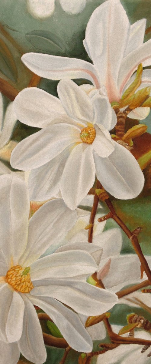 Magnolias by Angeles M. Pomata