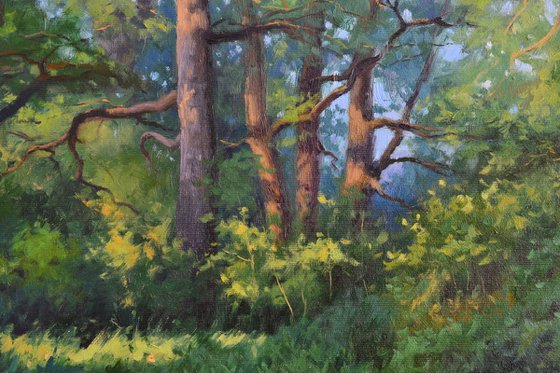 Morning in an oak grove