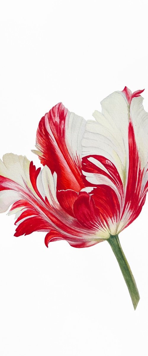 Tulip. Original watercolor artwork. by Nataliia Kupchyk