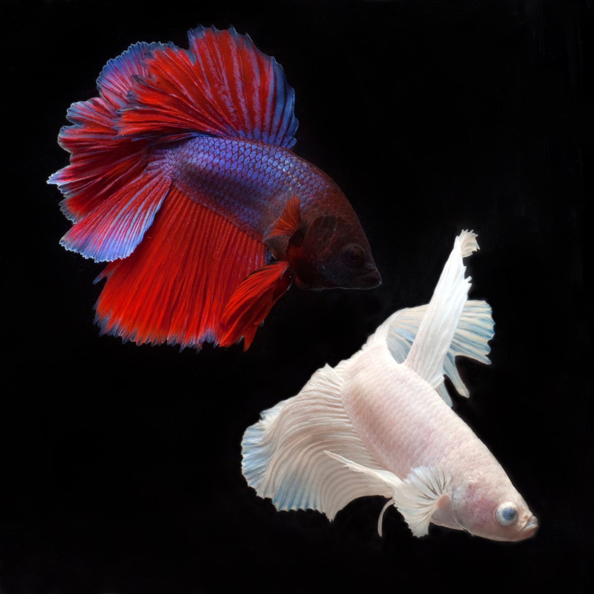 Photorealistic Animal Photograph By Michael Filonow, 26 X 26", Beta 84, Original Artwork