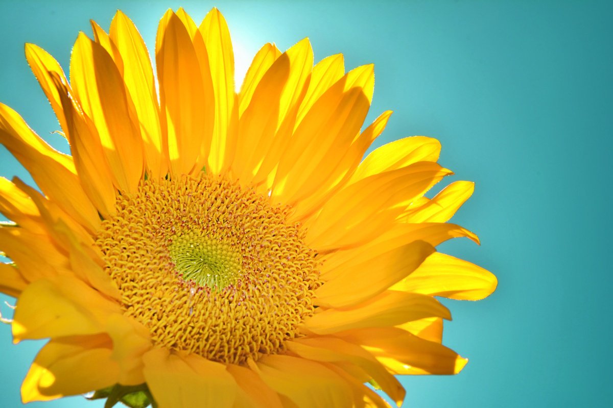 Photorealistic Botanical Photograph By Emily Kent, 30 X 20, Hope Illuminated, Original Artwork