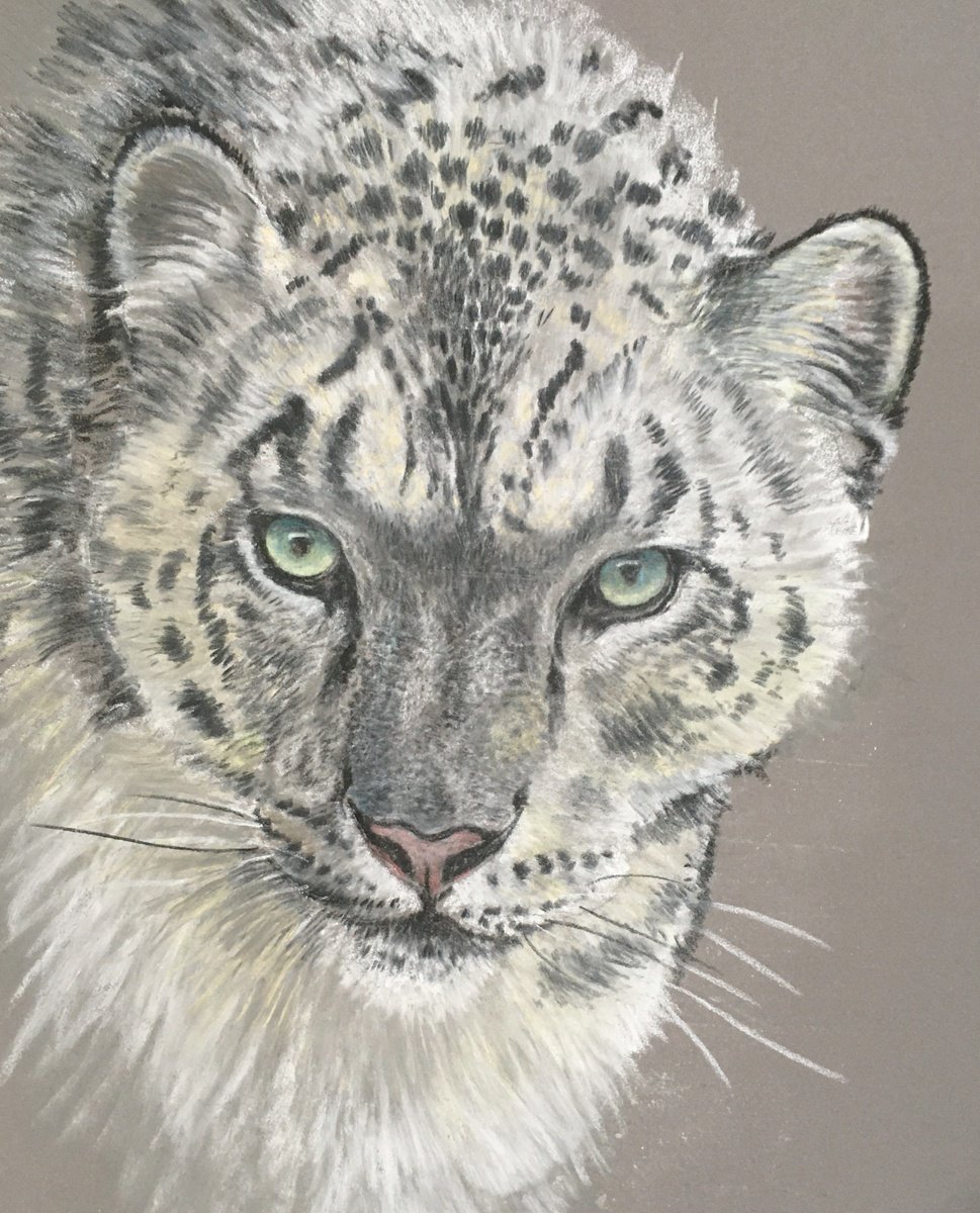 Snow leopard by John Horton