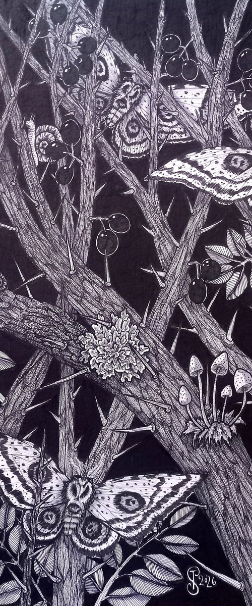 Caught in the Blackthorn by Terri Smith