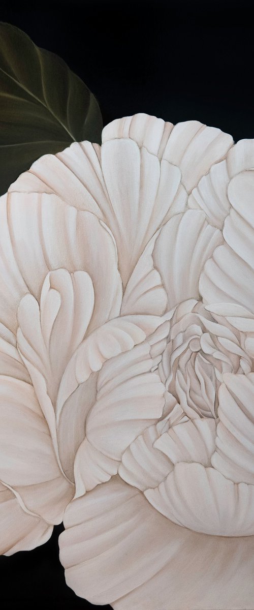 White Peony by Dom Holmes