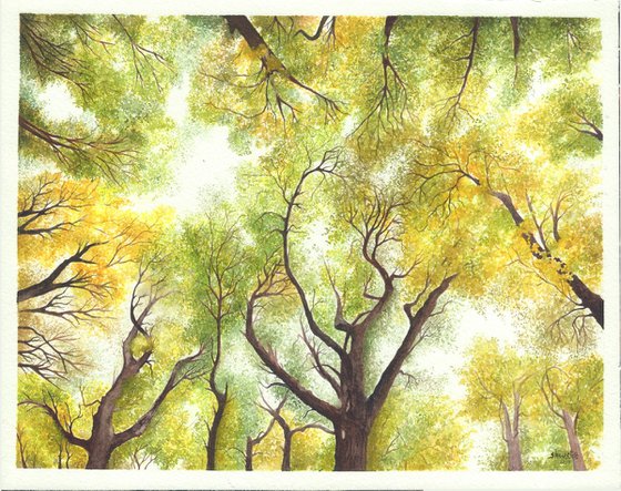 Maple Canopy