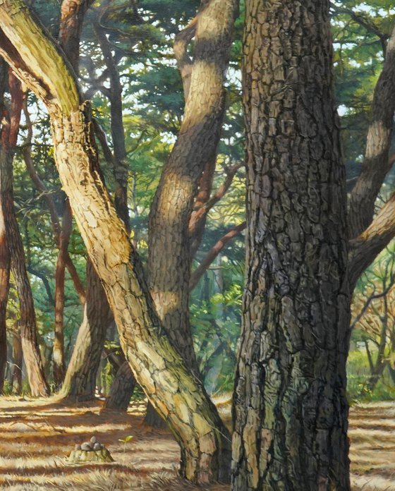 Dawn in the pines