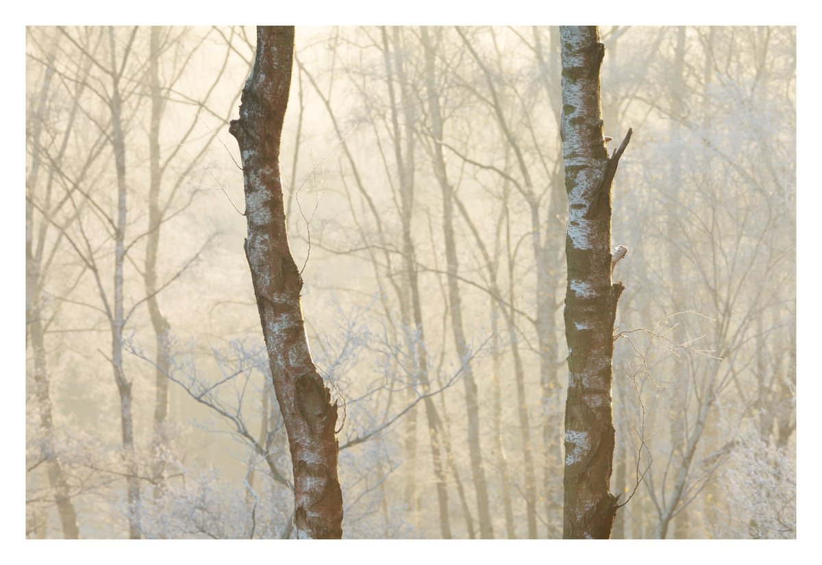 December Forest X by David Baker