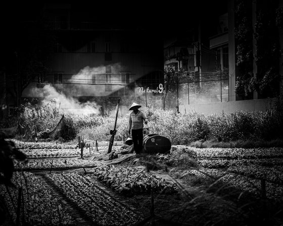 Farming Between Skyscrapers