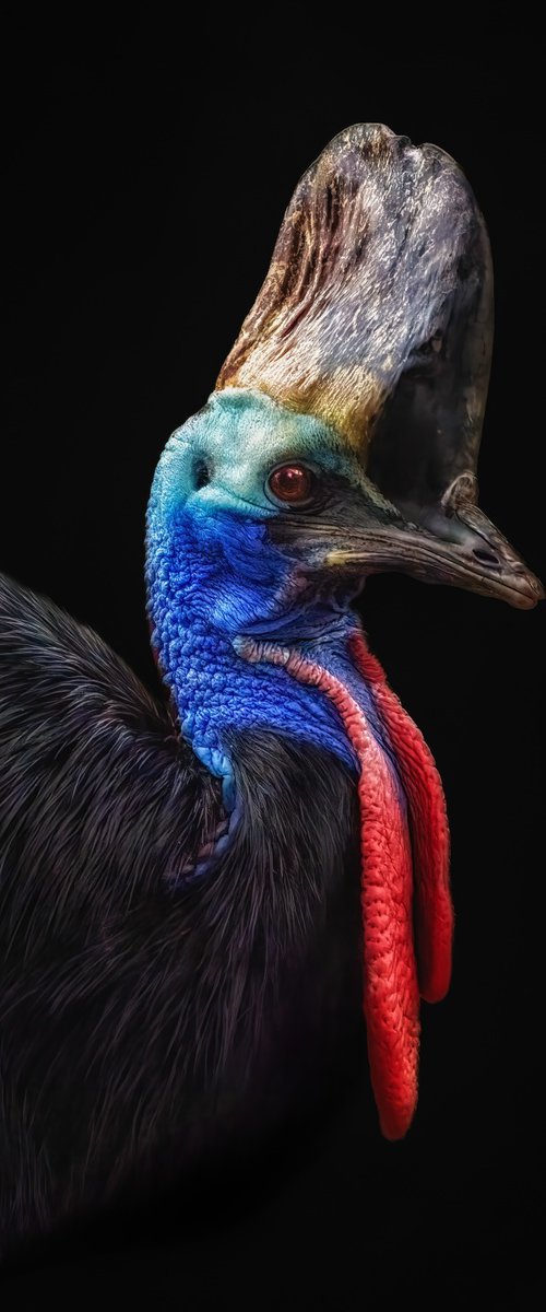 Female Cassowary portrait by Paul Nash