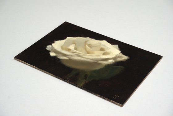 White rose