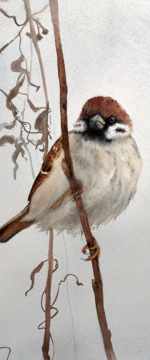 Cheeky Sparrow -  Bird  Waterc by Olga Beliaeva Watercolour
