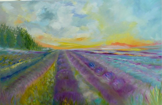 Lavender Fields 2026