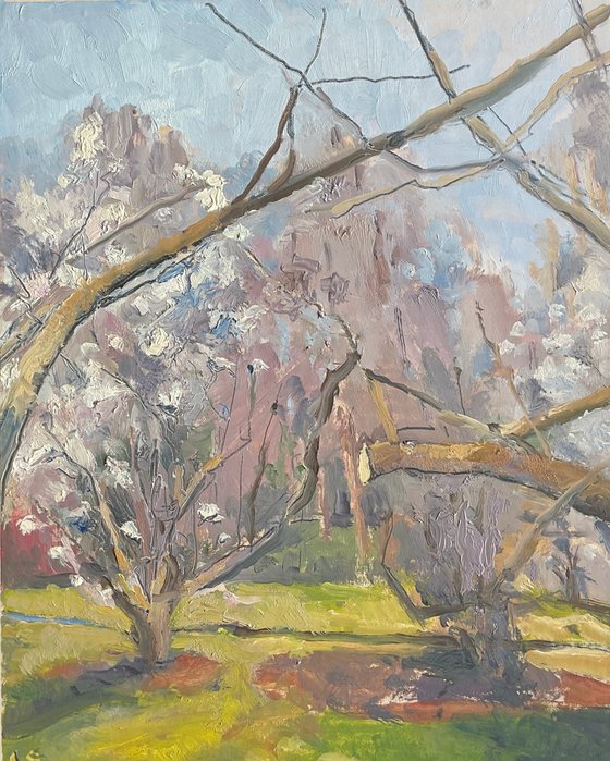 Magnolia