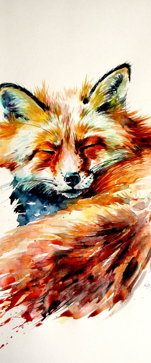 Sleeping red fox by Kovács Anna Brigitta