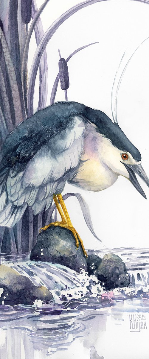 Black-crowned night heron by Karolina Kijak