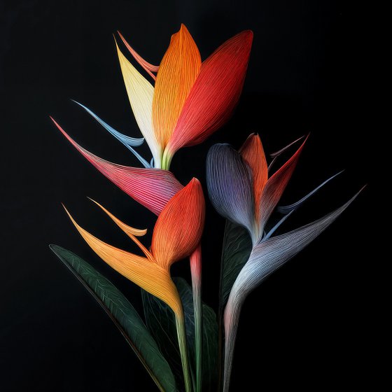 Birds Of Paradise 3