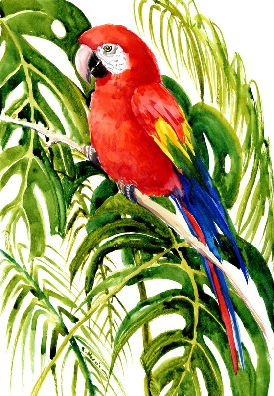 Scarlet Macaw Birds Parrot in the Jungle