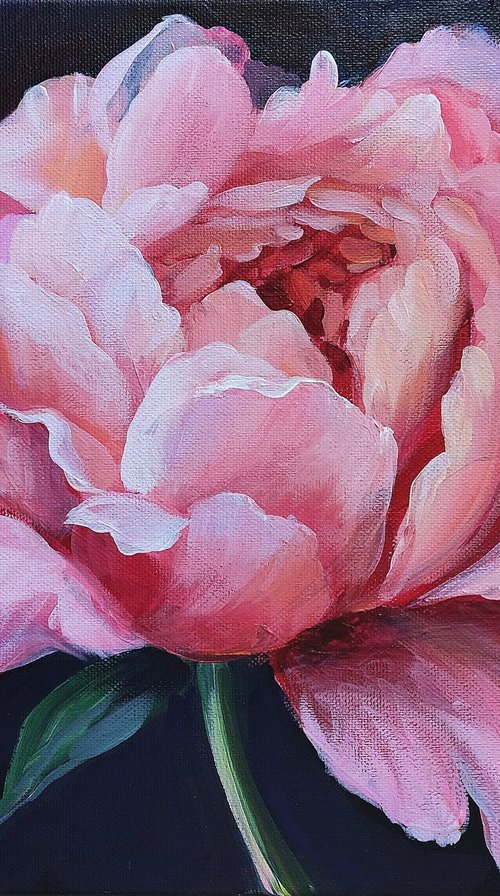 Radiant Peony by Anna Silabrama