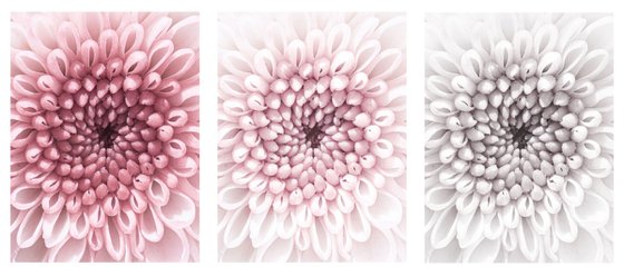 Echoes of Memory Bloom