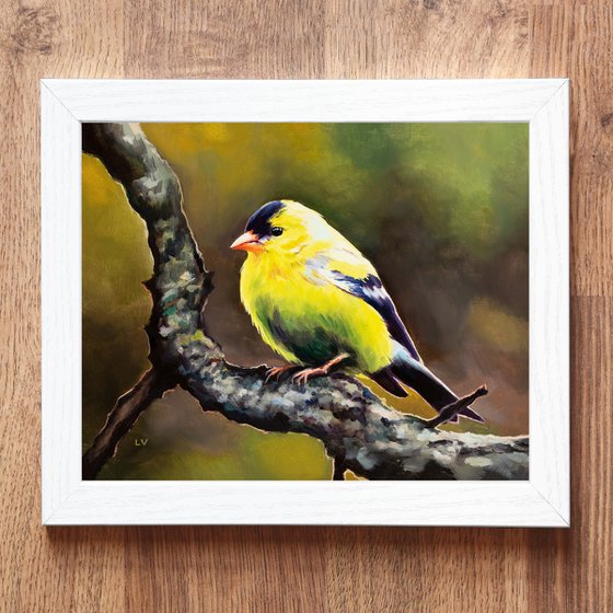 Male yellow goldfinch on a branch