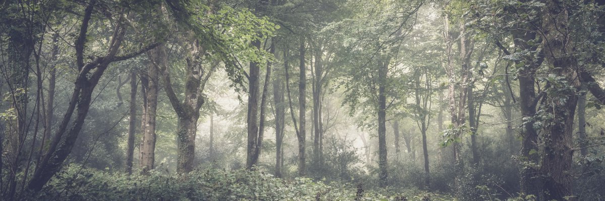 Photorealistic Photograph , Woodland Mist Panorama By Paul Nash, 30 X 10, Artwork For Sale On Artfinder