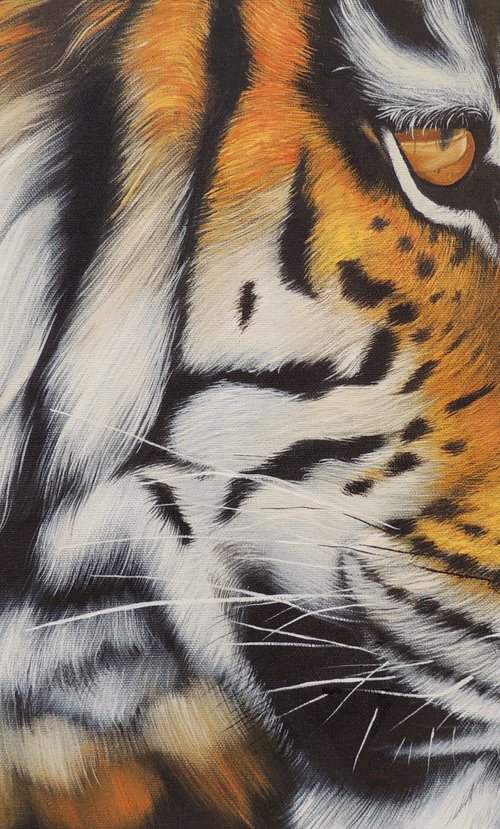 The tiger is looking for prey again by Kakajan Charyyev