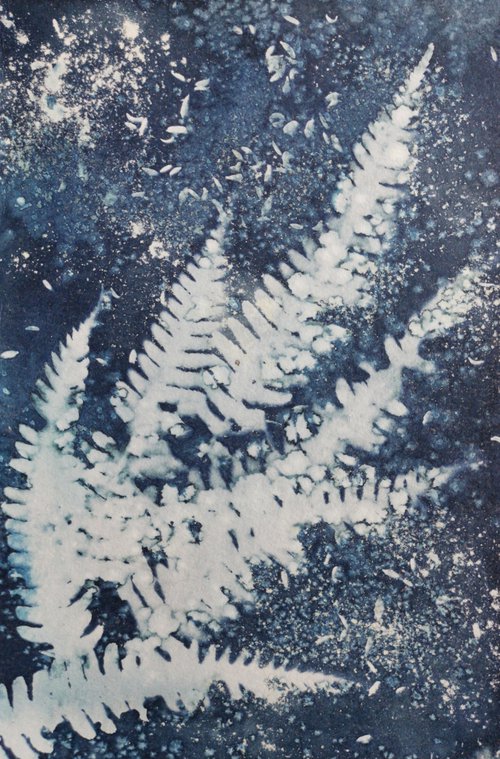 Fern Cyanotype by Paul Nash
