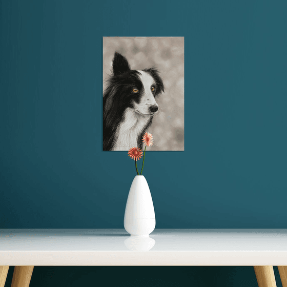 Collie