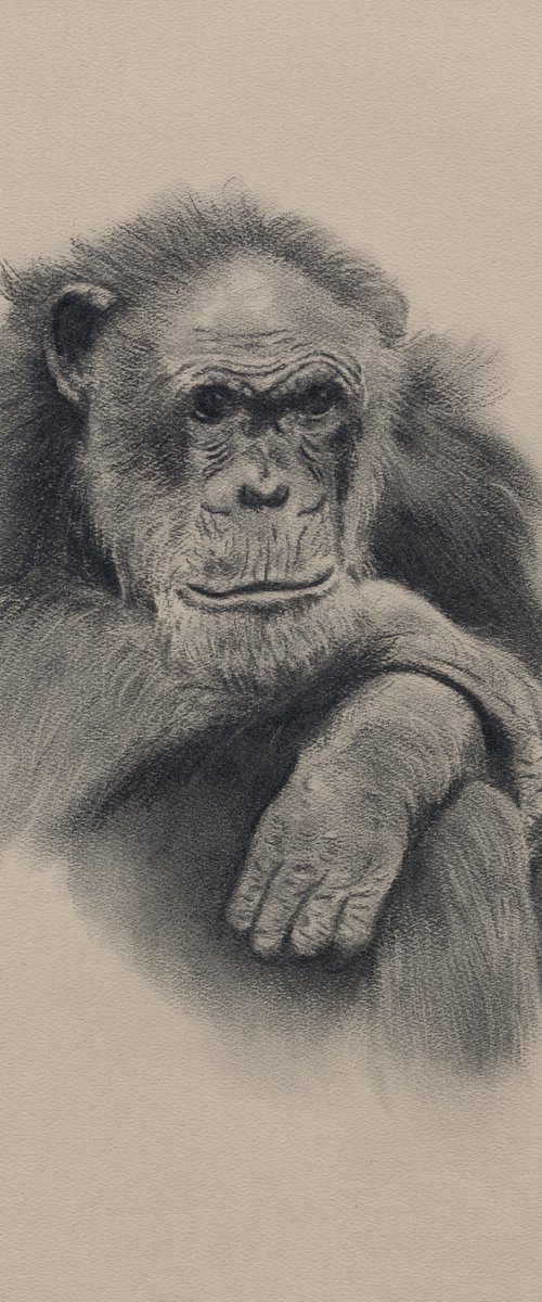 Chimpanzee Deep in Thought by Mal Daisley