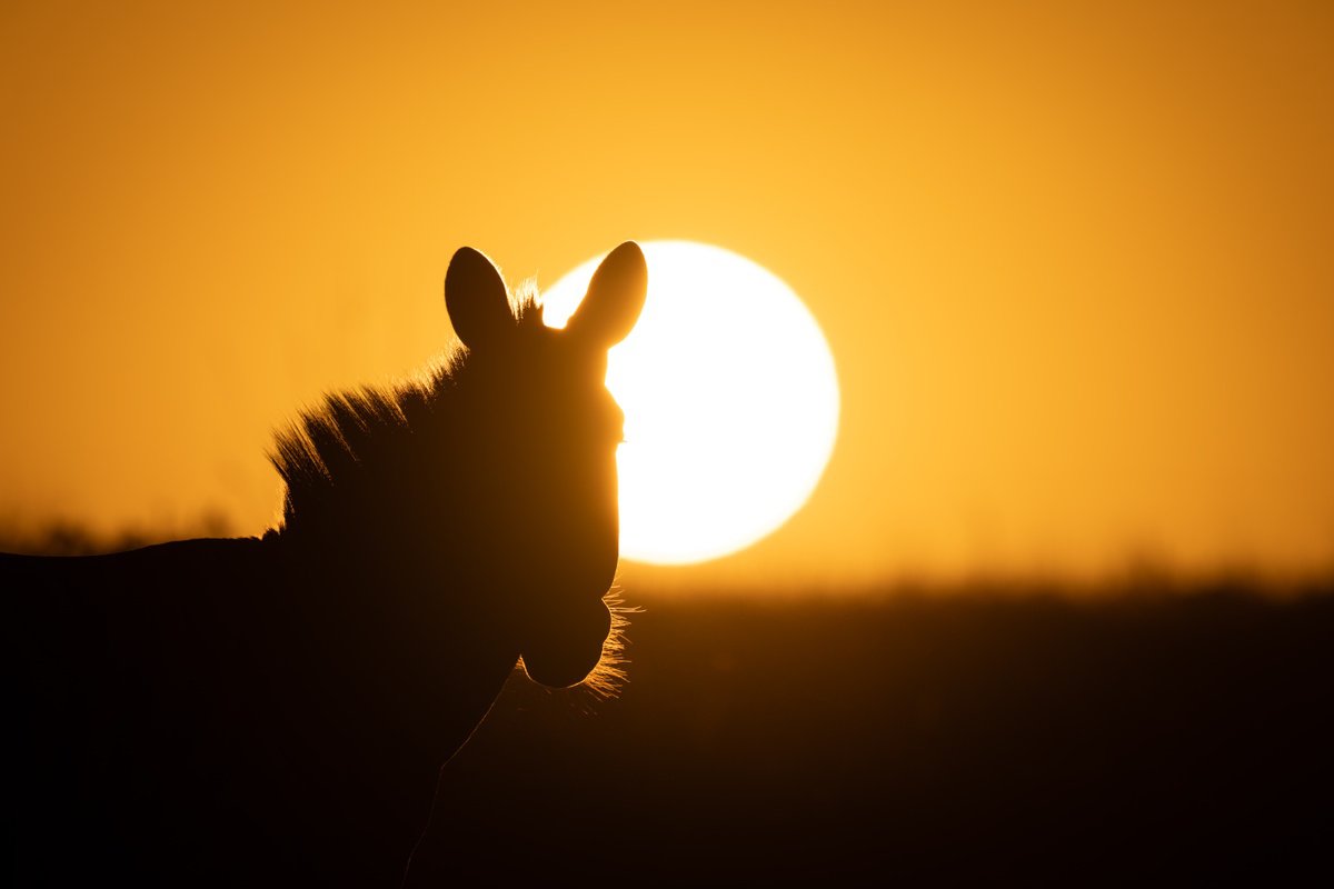 Backlit Beauty by Nick Dale