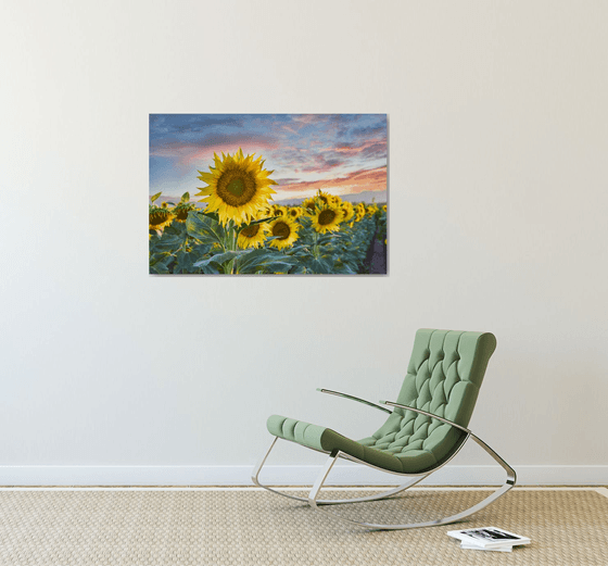 Sunflower Sundown